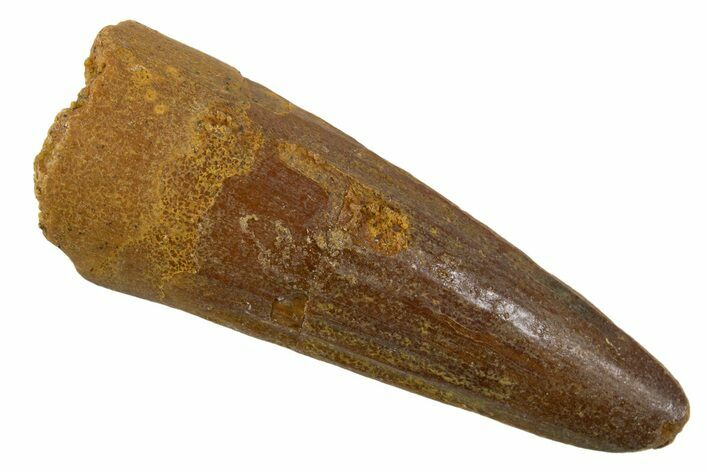 Juvenile Fossil Spinosaurus Tooth - Real Dinosaur Tooth #345897